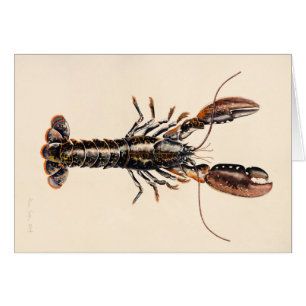 Ein Hummer von Solva