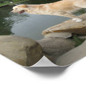 Ein Hund an einem Teich Poster (Ecke)
