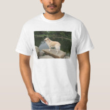 Ein Hund an einem Teich