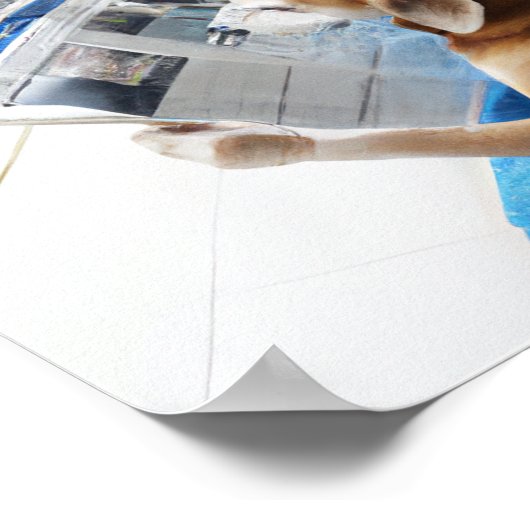 Ein Hund, der am Pool eine Zeitung liest Poster (Ecke)