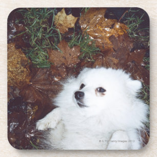 Ein Hund, der auf nassen Herbstblättern liegt Getränkeuntersetzer