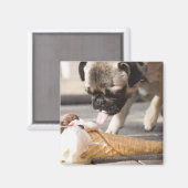 Ein Hund, der ein Eis aus einem Gehsteig isst Magnet (Vorderseite/Rückseite)