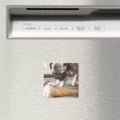 Ein Hund, der ein Eis aus einem Gehsteig isst Magnet (In Situ (Geschirrspüler))