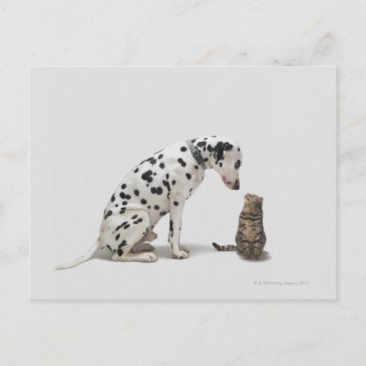 Ein Hund, der eine Katze sieht Postkarte (Vorderseite)