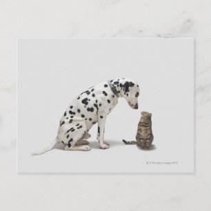 Ein Hund, der eine Katze sieht Postkarte