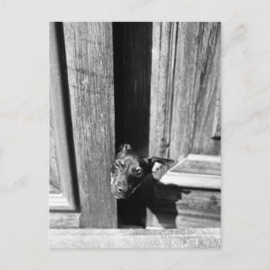 Ein Hund, der von der Tür herausschaut, nah-oben. Postkarte
