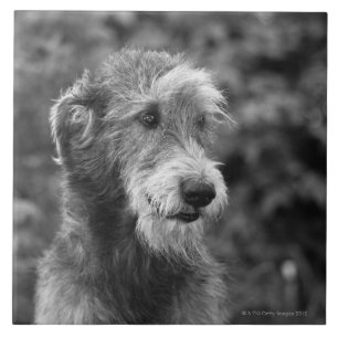 Ein Hund draußen Fliese