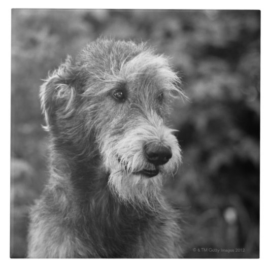 Ein Hund draußen Fliese (Vorderseite)