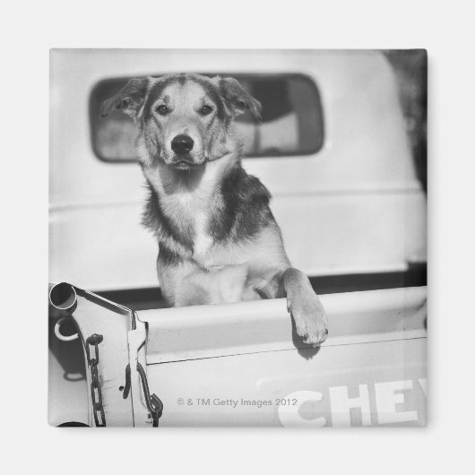 Ein Hund im Auto. Magnet (Vorne)