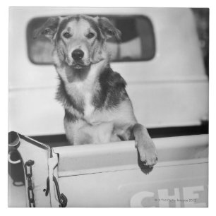 Ein Hund in einem Auto Fliese