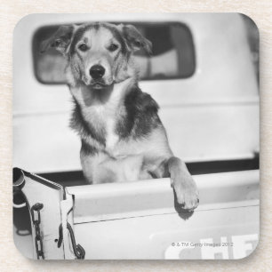 Ein Hund in einem Auto Getränkeuntersetzer