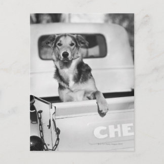 Ein Hund in einem Auto Postkarte