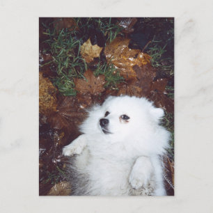 Ein Hund liegt auf nassen Herbstblättern. Postkarte