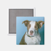 Ein Hund Magnet (Vorderseite/Rückseite)