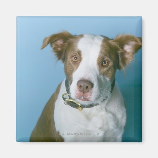 Ein Hund Magnet (Vorne)