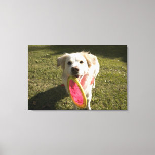 Ein Hund mit einem Frisbee Leinwanddruck