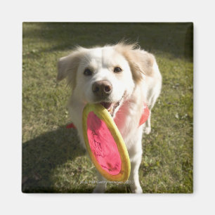 Ein Hund mit einem Frisbee Magnet