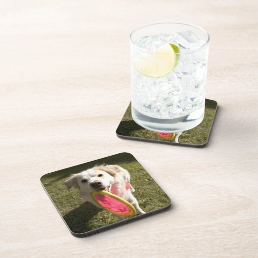 Ein Hund mit einem Frisbee Untersetzer (Rechte Seite)