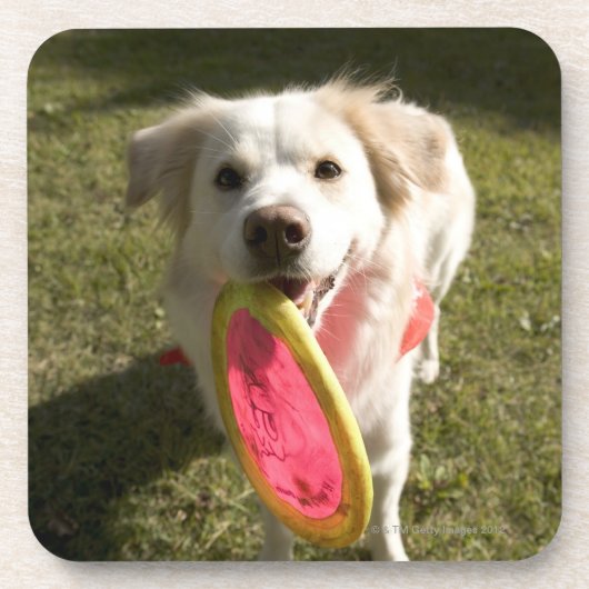 Ein Hund mit einem Frisbee Untersetzer (Vorderseite)