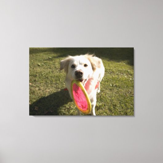Ein Hund mit einer Frisbee Leinwanddruck (Vorderseite)