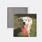 Ein Hund mit einer Frisbee Magnet (Vorderseite/Rückseite)