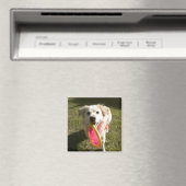 Ein Hund mit einer Frisbee Magnet (In Situ (Geschirrspüler))