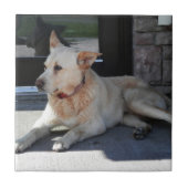 Ein Hund mit Geschichte Fliese (Vorderseite)