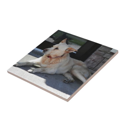 Ein Hund mit Geschichte Fliese (Seite)