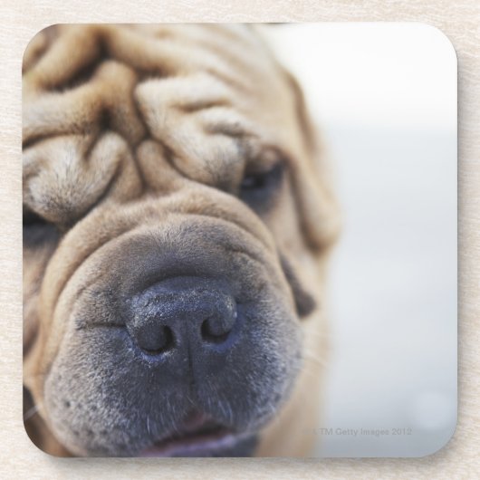 Ein Hund, Nahaufnahme Getränkeuntersetzer (Vorderseite)