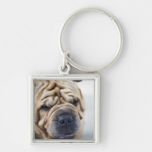 Ein Hund, Nahaufnahme Schlüsselanhänger