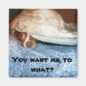 Ein Hund namens Mia Magnet (Vorne)