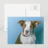 Ein Hund Postkarte (Vorne/Hinten)