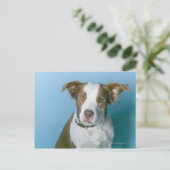 Ein Hund Postkarte (Stehend Vorderseite)