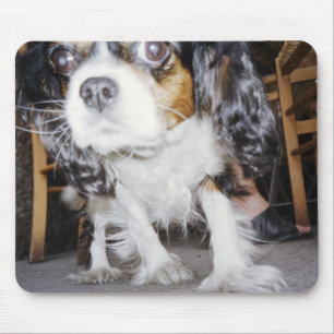 Ein Hund schnüffelt nah. Mousepad