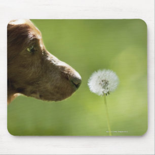 Ein Hund und ein Löwenzahn Mousepad