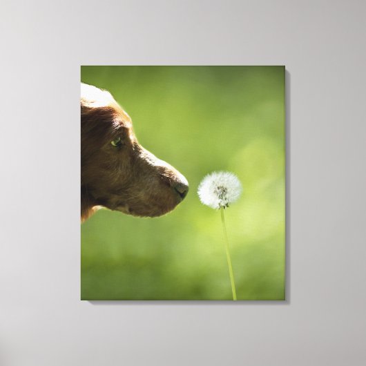 Ein Hund und ein Lüster. Leinwanddruck (Vorderseite)