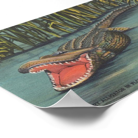Ein Hungeralligator in Florida Poster (Ecke)