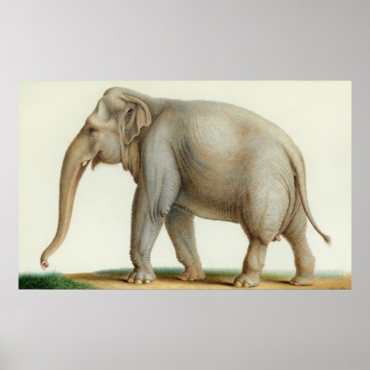 Ein indischer Elefant von Nicolas Huet The Younger Poster (Vorne)