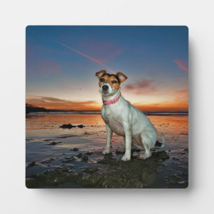 Ein Jack Russell sitzt am Strand Brighton Beach Fotoplatte