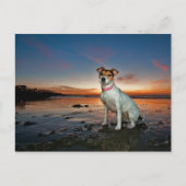 Ein Jack Russell sitzt Strand | Brighton Beach Postkarte (Vorderseite)