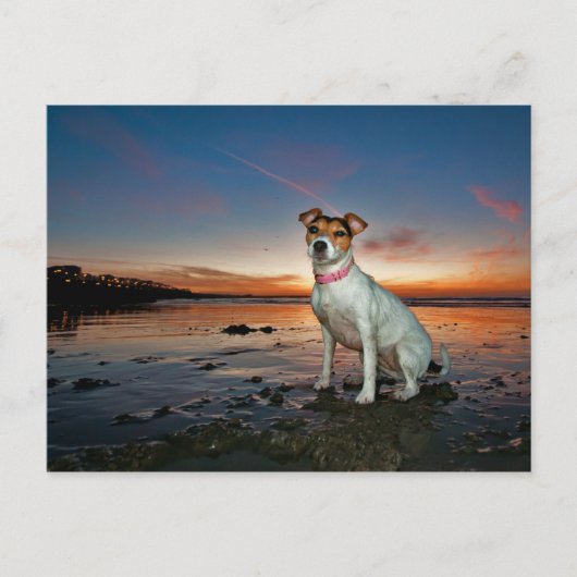 Ein Jack Russell sitzt Strand | Brighton Beach Postkarte (Vorderseite)
