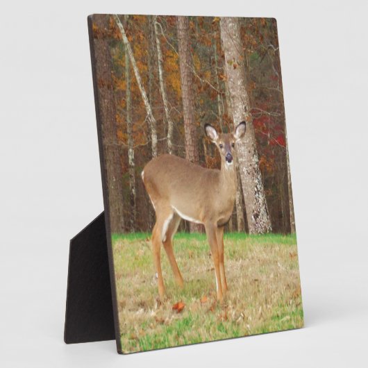 Ein Jägertraum Fotoplatte (Seite)