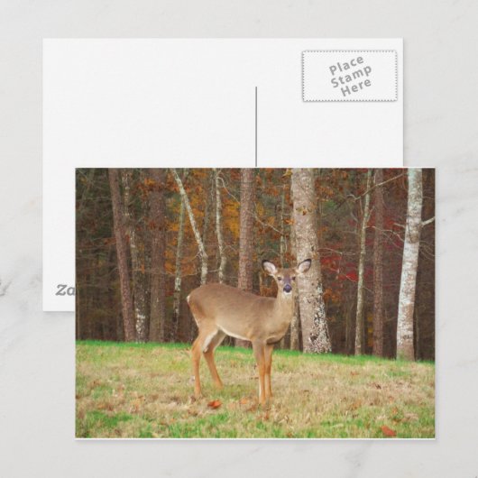 Ein Jägertraum Postkarte (Vorne/Hinten)