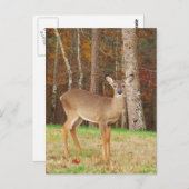 Ein Jägertraum Postkarte (Vorne/Hinten)
