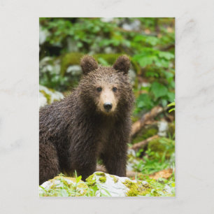 Ein Jahr alter Braunbär in Slowenien Postkarte