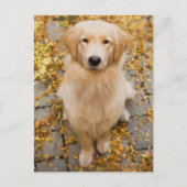 Ein Jahr alter Golden Retriever, Portrait Postkarte (Vorderseite)