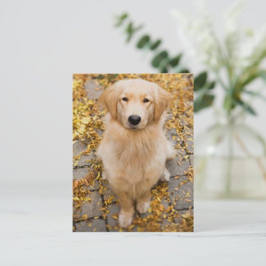 Ein Jahr alter Golden Retriever, Portrait Postkarte (Stehend Vorderseite)