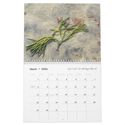 Ein Jahr auf Cape Cod: Träumblume 2025 Kalender (Mär 2026)