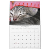 Ein Jahr der Fuzzybutten Kalender (Jan 2026)