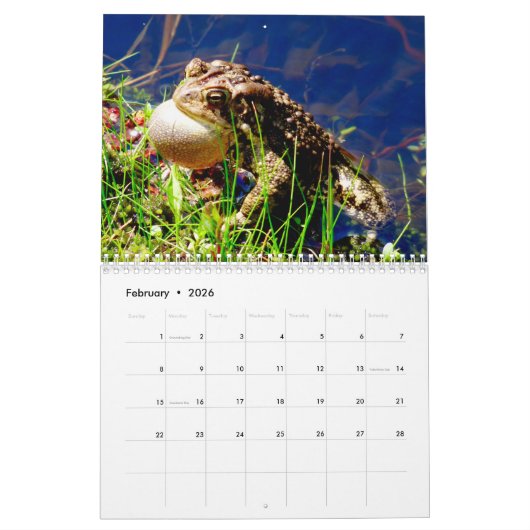 Ein Jahr des Froschkalenders Kalender (Feb 2026)